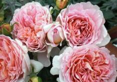 Описание парковой розы «Абрахам Дерби» (Abraham Darby) — отзывы, уход и фото Роза абрахам дерби в первый год посадки